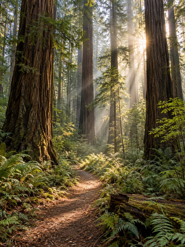 Morning sunlight filtering through a misty redwood forest